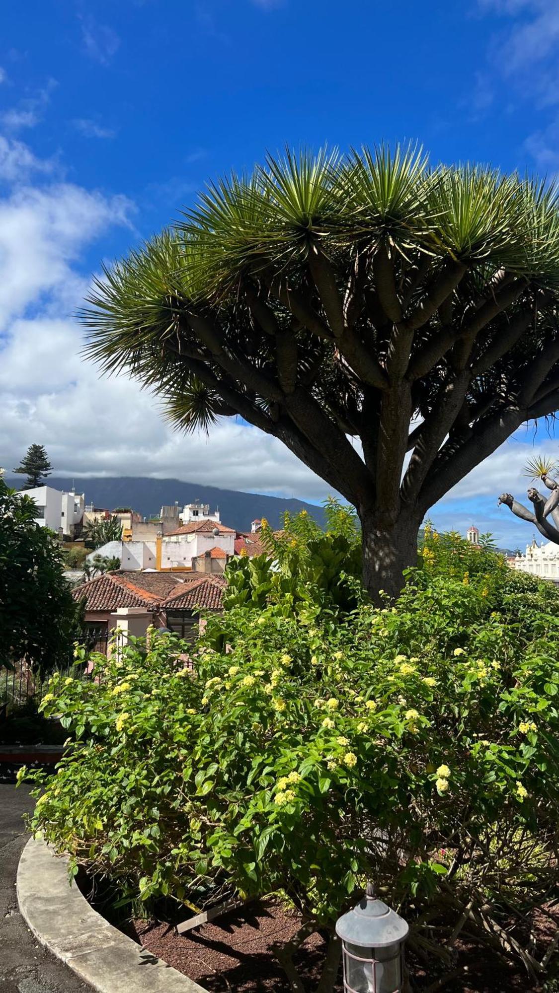 Апартаменти Tenerife Te Espera! Ікод-де-лос-Вінос Екстер'єр фото